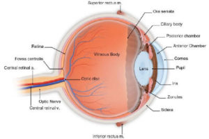 eye labeled